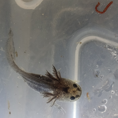 Jeune axolotls