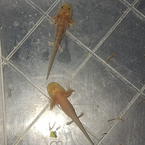 Jeune axolotls