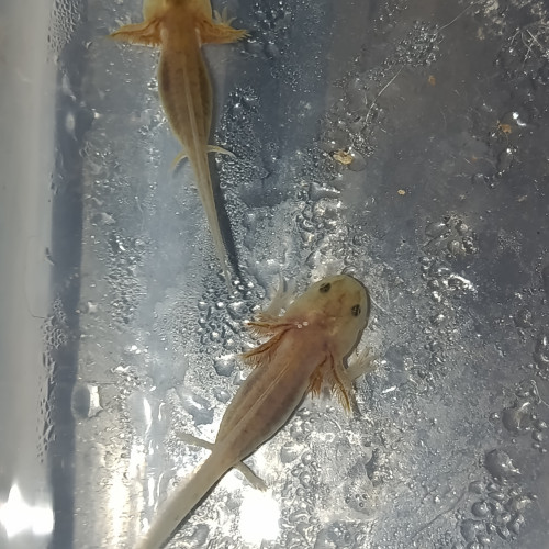 Jeune axolotls
