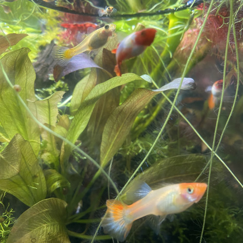 Guppy Kohaku Femelles Adultes Hors sélection
