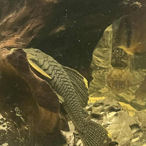 Baryancistrus xanthellus sp L-018