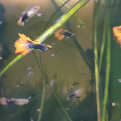 Guppy koi tricolore de souche stable tres bonne génétique