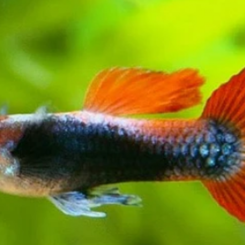 Guppy koi tricolore de souche stable tres bonne génétique