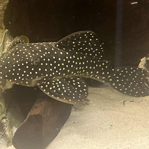 Ancistrus Snow Ball L-142