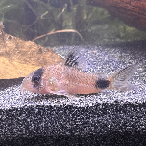Corydoras panda