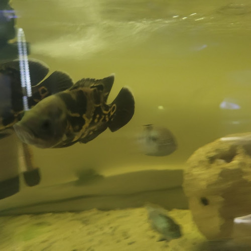 cichlides americains oscars de 10 cm , red , tiger red ou blanc tiger