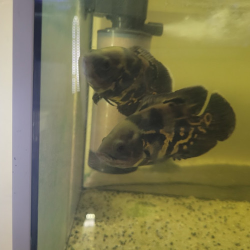 cichlides americains oscars de 10 cm , red , tiger red ou blanc tiger