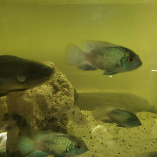 cichlides americains oscars de 10 cm , red , tiger red ou blanc tiger