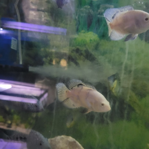 cichlides americains oscars de 10 cm , red , tiger red ou blanc tiger