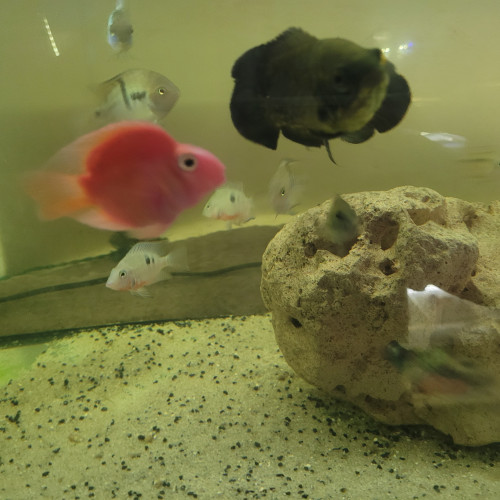 cichlides americains oscars de 10 cm , red , tiger red ou blanc tiger