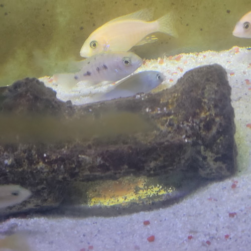 cichlides africains du malawi