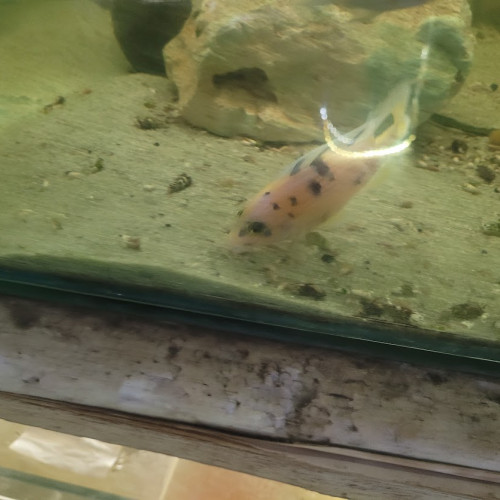 cichlides africains du malawi