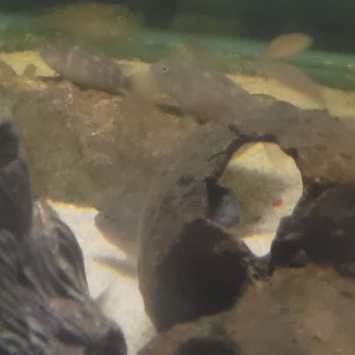 stetocranus casuarius