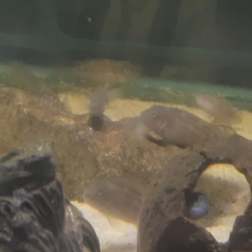 stetocranus casuarius