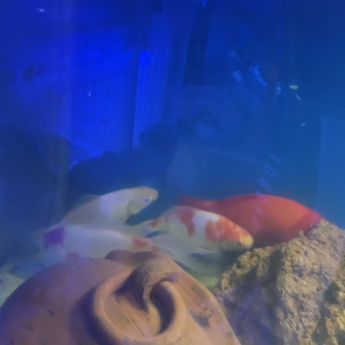 7 voiles de chine de disponible en 25 cm