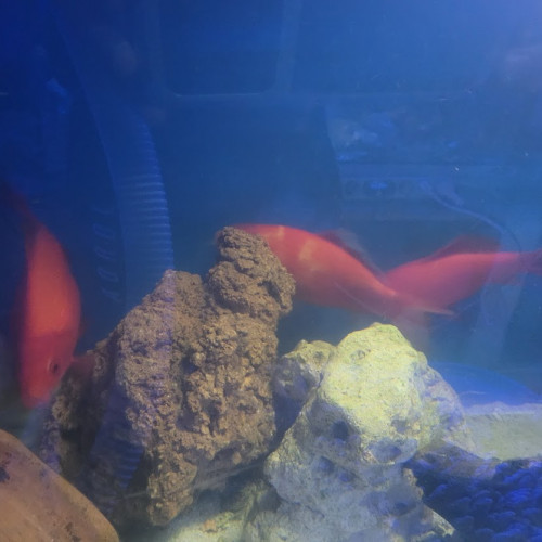 7 voiles de chine de disponible en 25 cm