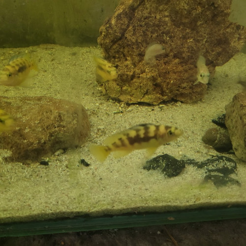 pseudotropheus crabro 6 cm