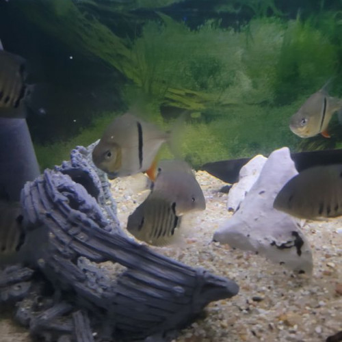 heros severum rotckeil , 7 a 8 cm , heros gold 6 cm et myleus schomburgkii de 10 cm