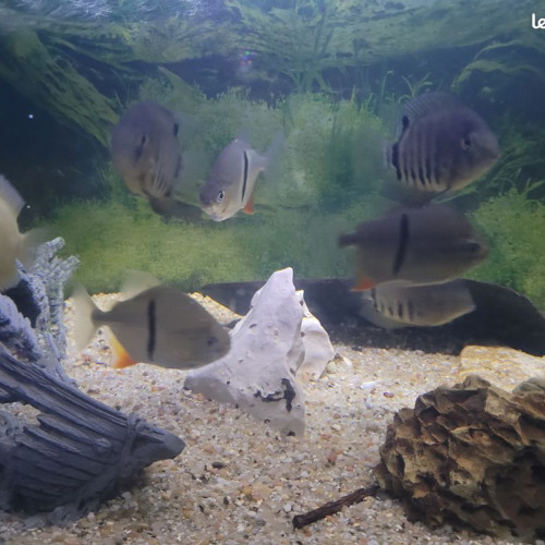 heros severum rotckeil , 7 a 8 cm , heros gold 6 cm et myleus schomburgkii de 10 cm