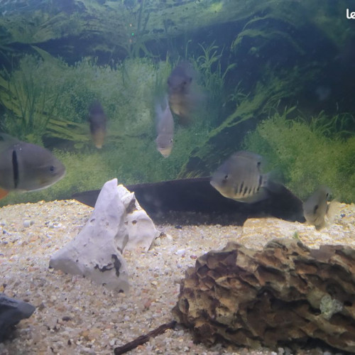 heros severum rotckeil , 7 a 8 cm , heros gold 6 cm et myleus schomburgkii de 10 cm