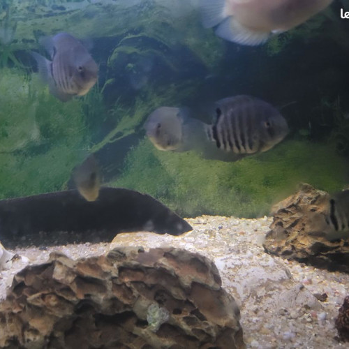 heros severum rotckeil , 7 a 8 cm , heros gold 6 cm et myleus schomburgkii de 10 cm