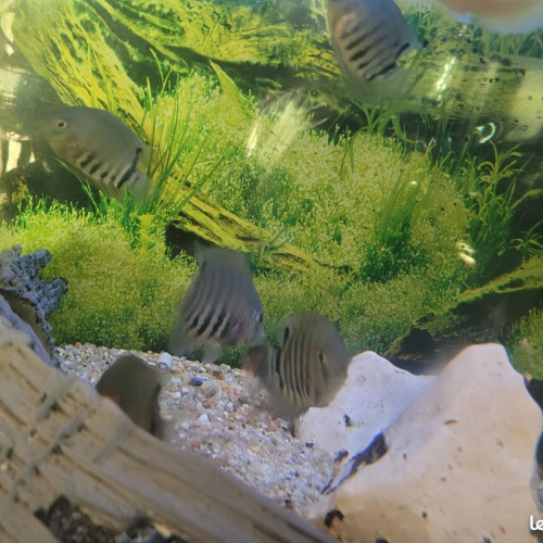 heros severum rotckeil , 7 a 8 cm , heros gold 6 cm et myleus schomburgkii de 10 cm