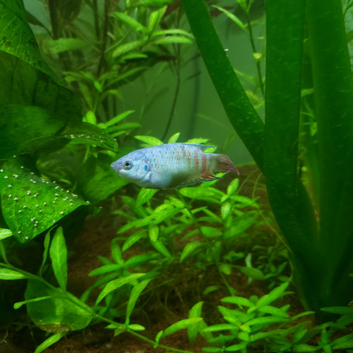 donne 2 macropodus opercularis