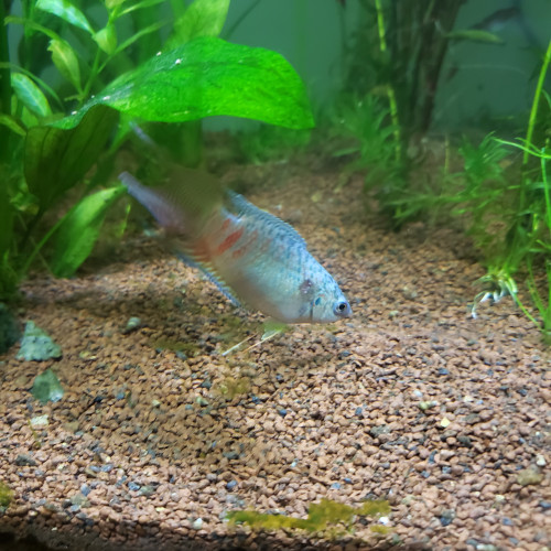 donne 2 macropodus opercularis