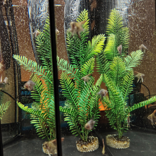 Bébé poisson scalaire