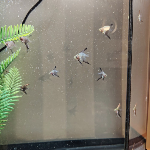 Bébé poisson scalaire