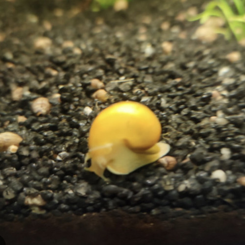Ampulaire Gold Escargot