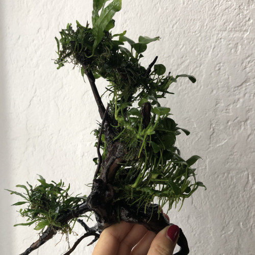 Racine araignée plantée