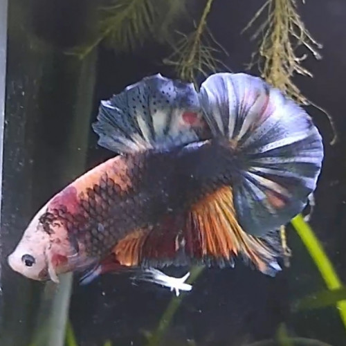 Aquarium 17 litres avec betta koï giant male