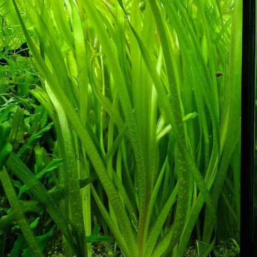 Lot de plantes au choix