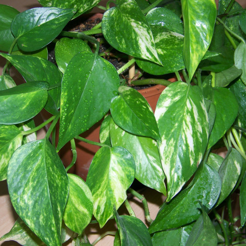 Epipremnum aureum - plante anti nitrate