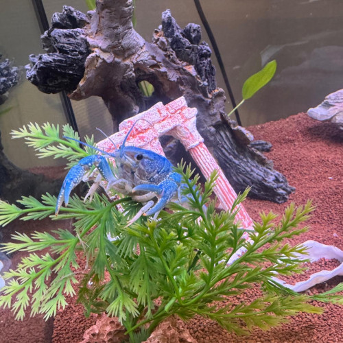 écrevisse bleue —  Procambarus alleni