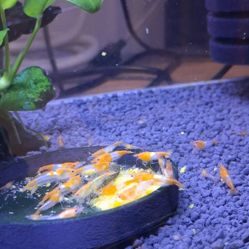 Crevette rili orange