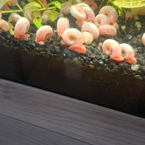 Escargots ? planorbes roses