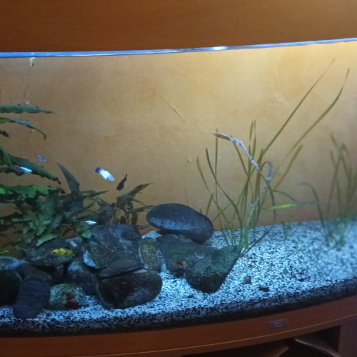 Aquarium 380L avec ou sans poissons