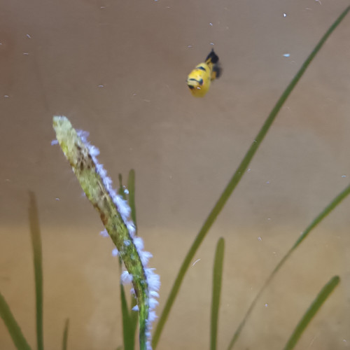 Aquarium 380L avec ou sans poissons