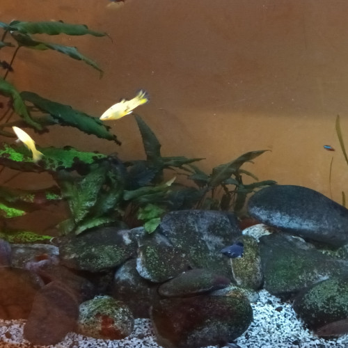 Aquarium 380L avec ou sans poissons