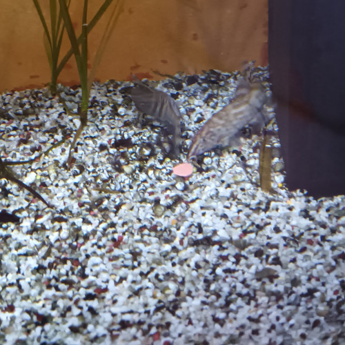 Aquarium 380L avec ou sans poissons