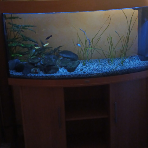 Aquarium 380L avec ou sans poissons
