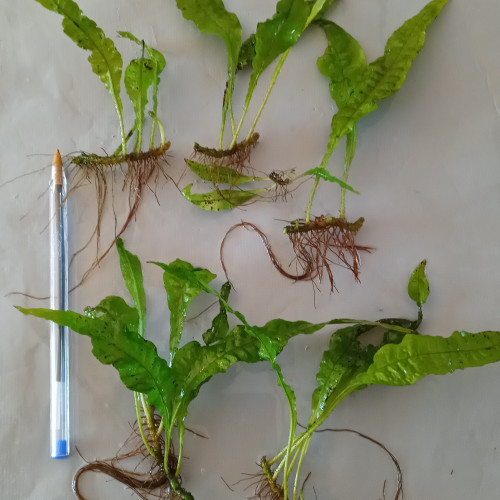 Dons de jeunes pousses de fougères de java. Gratuit.