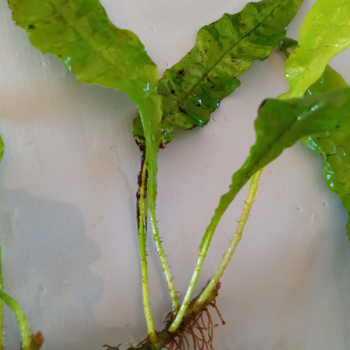 Dons de jeunes pousses de fougères de java. Gratuit.