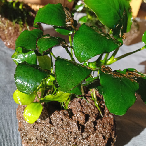 Vends anubias (sans la roche)