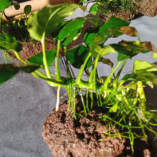 Vends anubias (sans la roche)