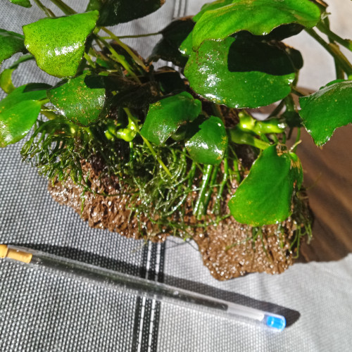 Vends anubias sans la roche