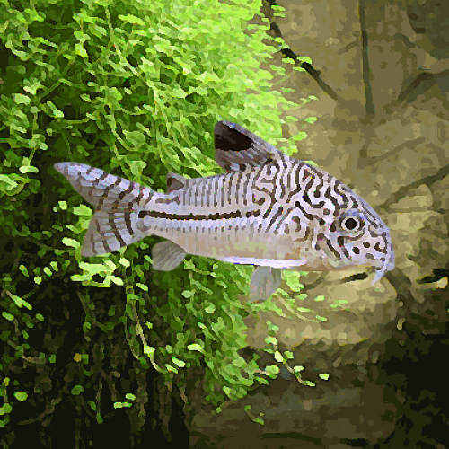 Corydoras Julii / Trilineatus / léopard
