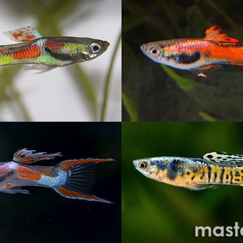 Guppies endler